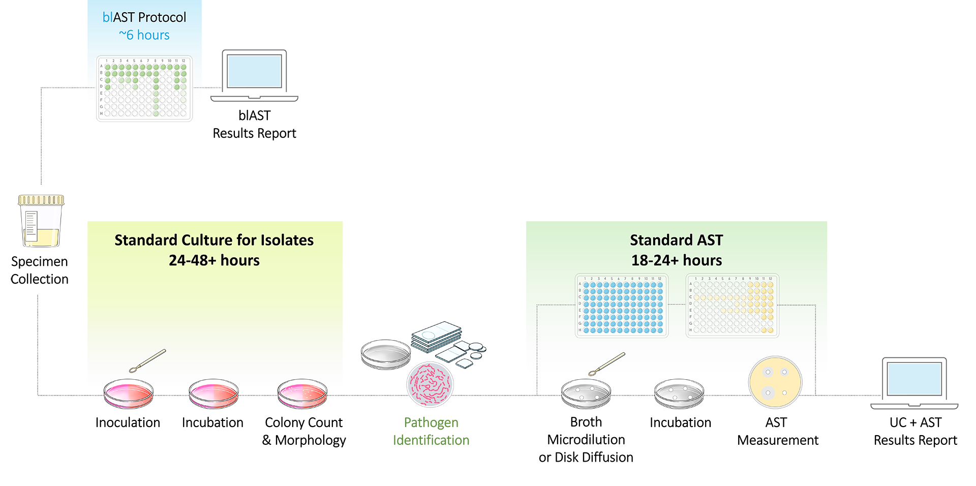 blAST workflow timeline comparison: blAST Protocol ~6 hours vs Standard Culture 24-48+ hours